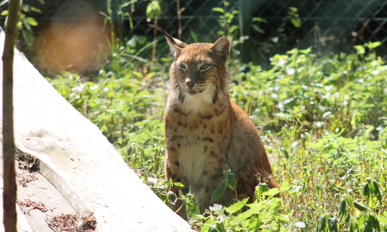 Luchs im Tierpark Herford