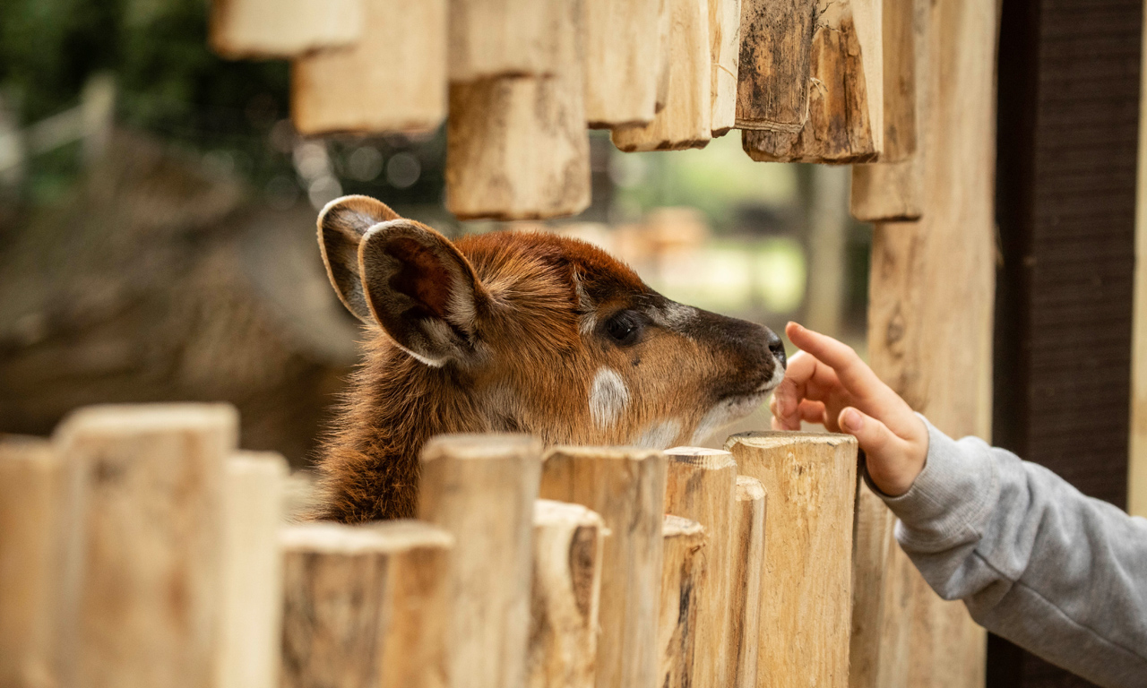 gutscheinbox-tierpark-stroehen-2025-hirsch