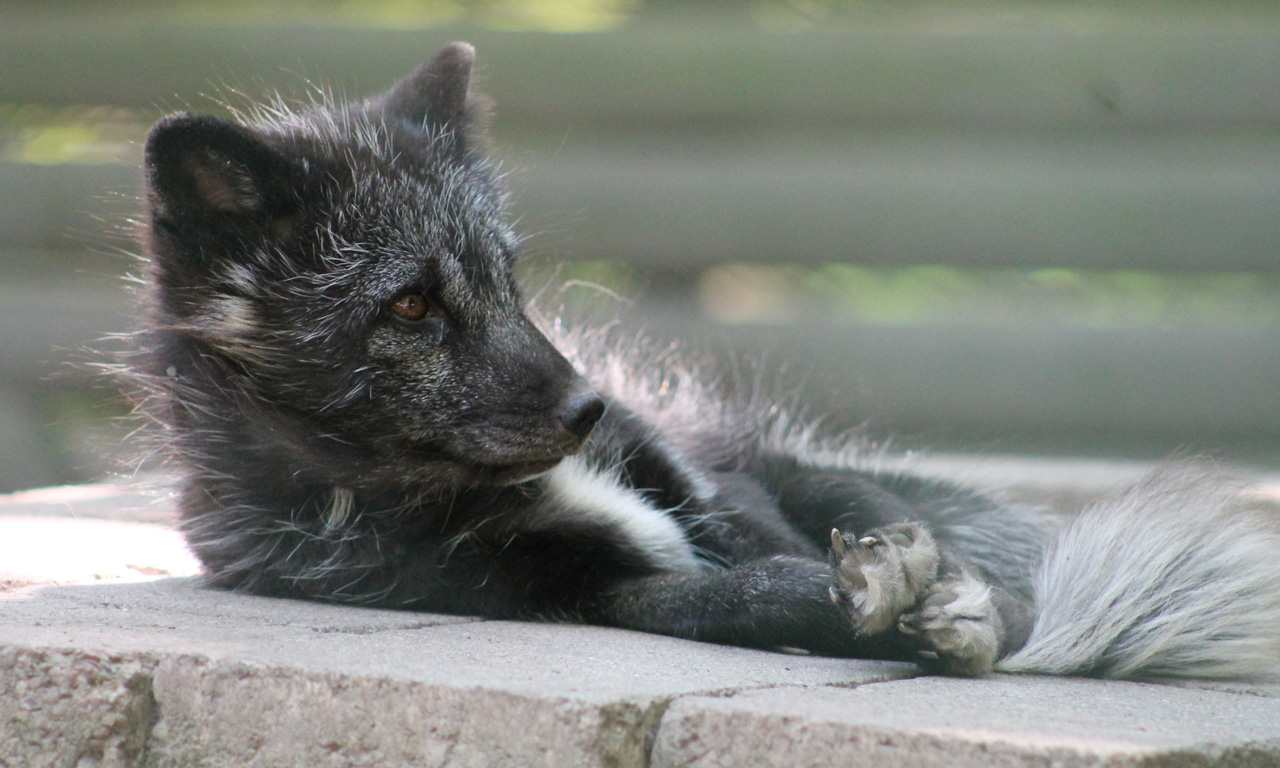 Polarfuchs im Tierpark Herford