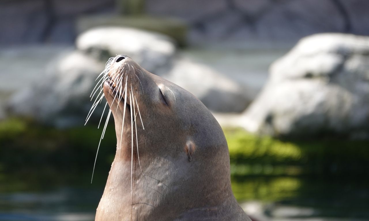 Zoo Osnabrück – Robbe