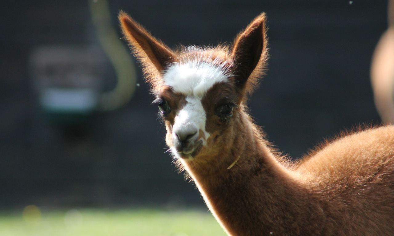 Alpaka im Tierpark Herford