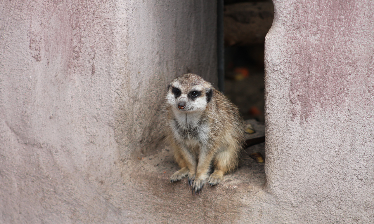 Erdmännchen im Tierpark Herford