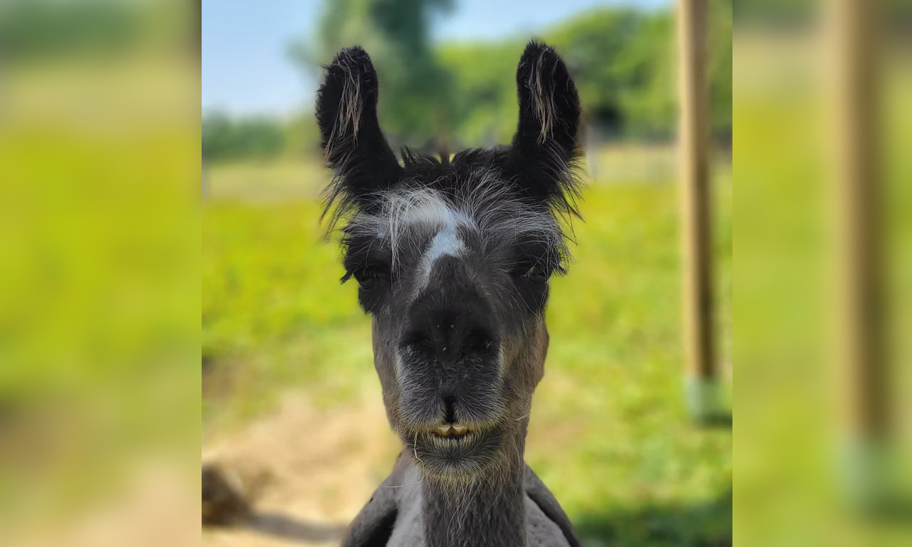 Lindas Lamas - Lama Fiona