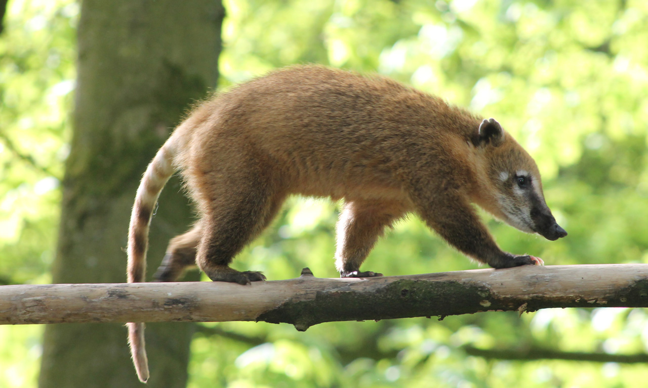 Nasenbär im Tierpark Herford