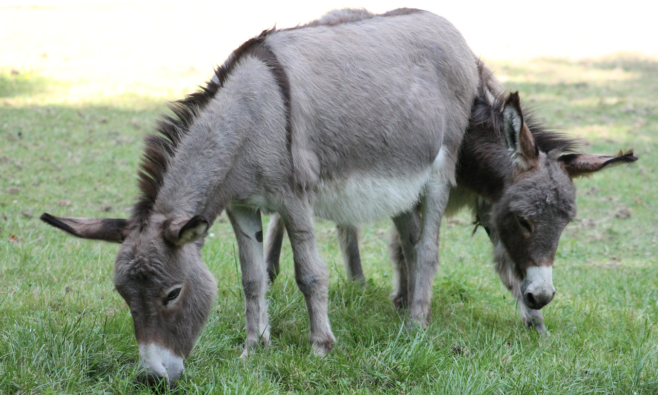 Esel im Tierpark Herford