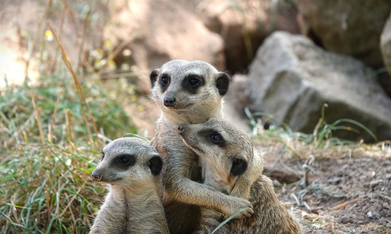 Zoo Osnabrück – Erdmännchen
