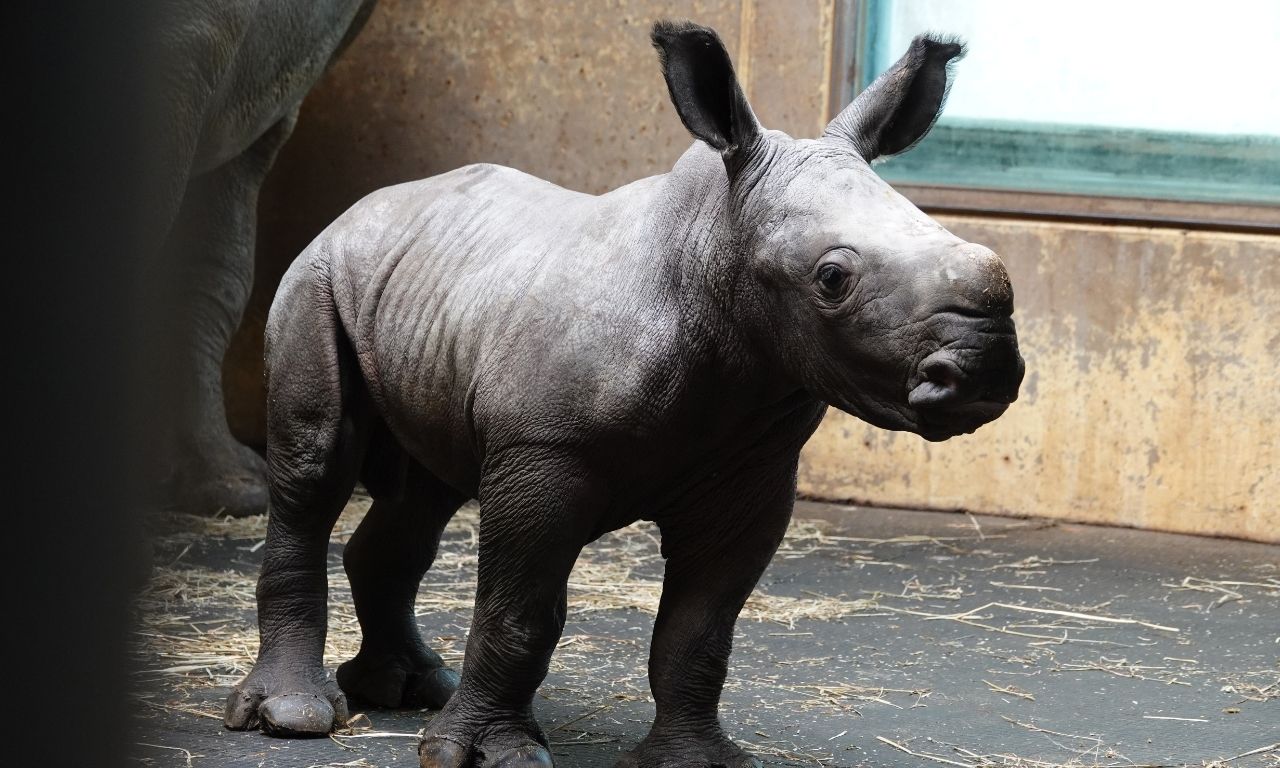 Zoo Osnabrück – Baby Nashorn