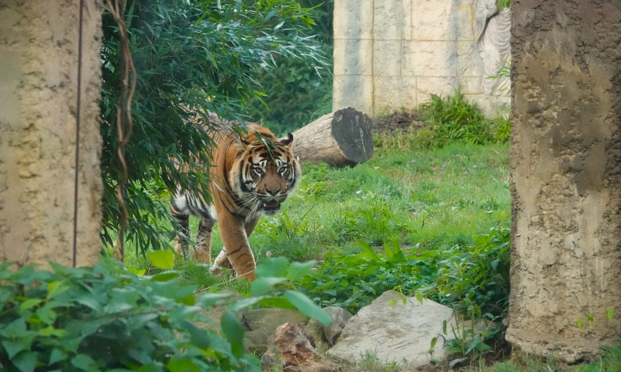 Zoo Osnabrück – Tiger