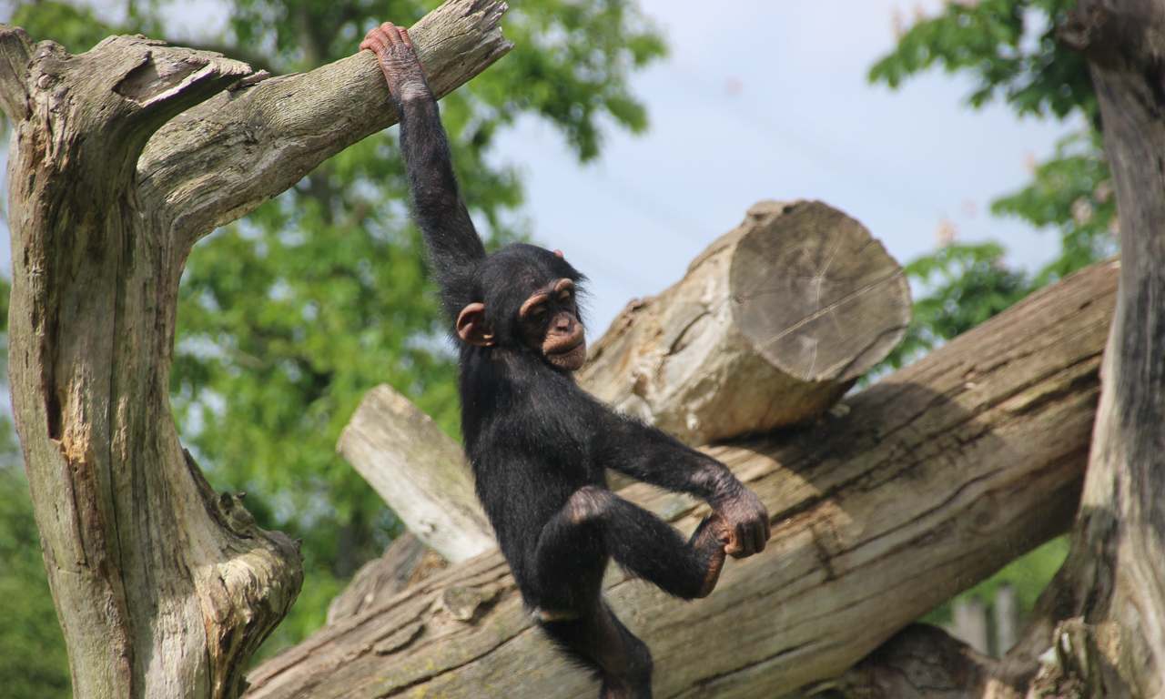 zooosnabruck_gutscheinbox_2020-5-von-6 Schimpanse im Zoo Osnabrück
