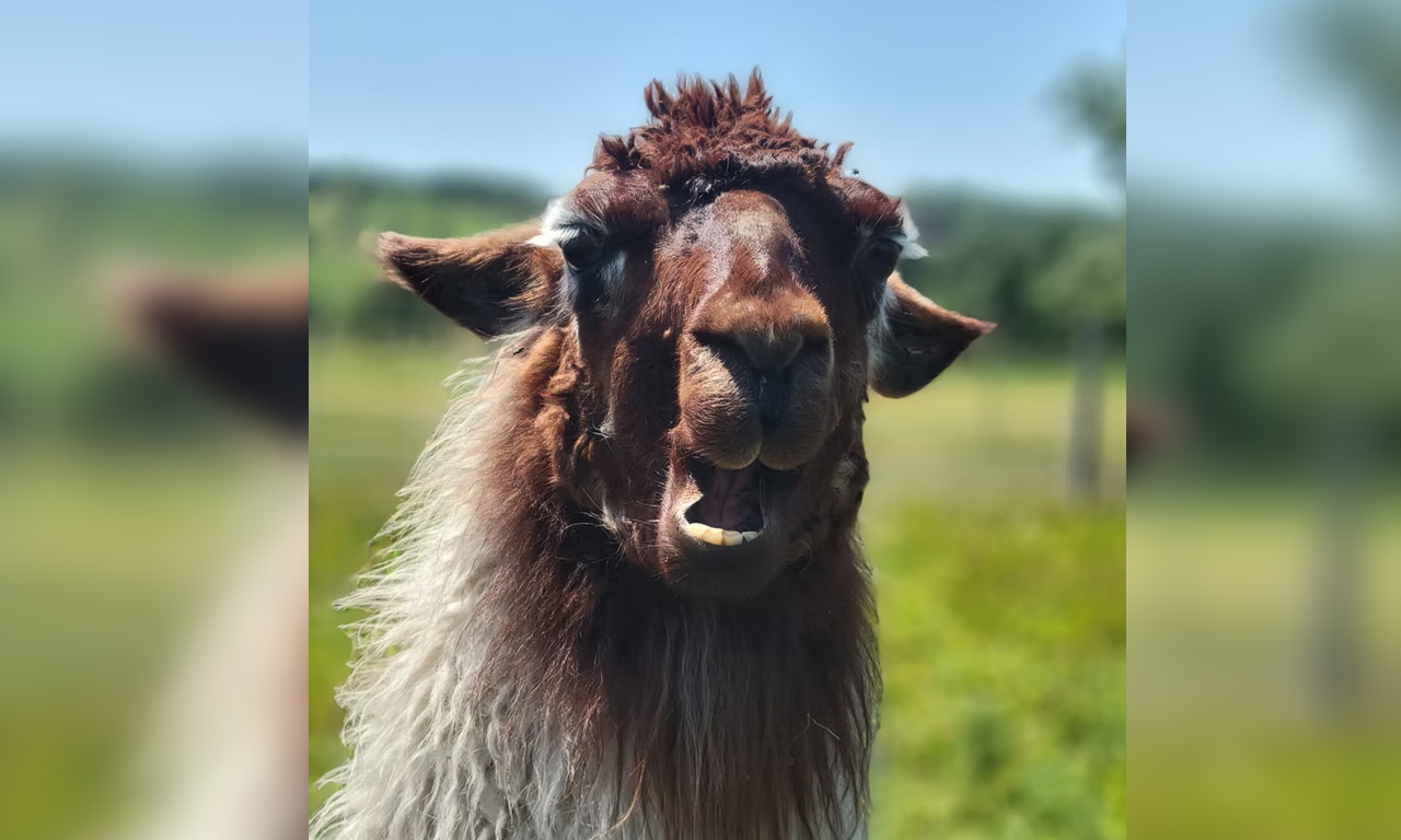 Lindas Lamas - Lama Taya