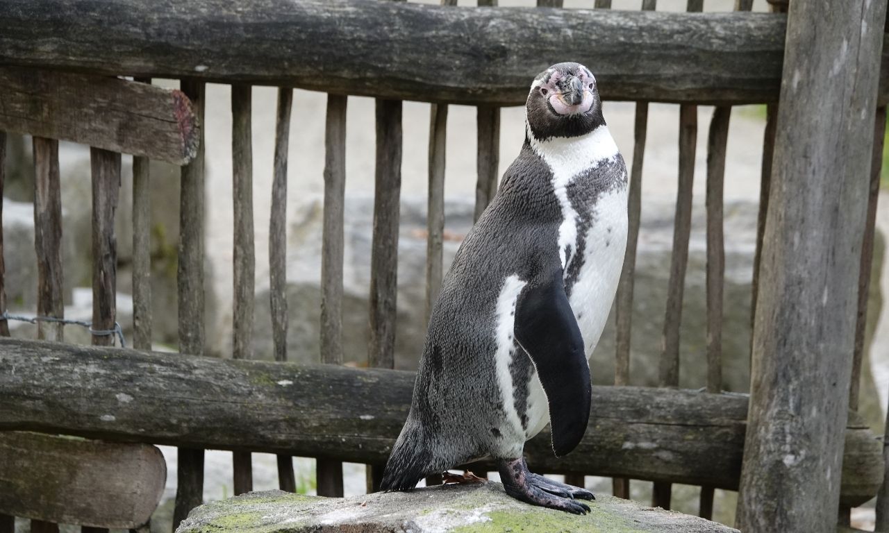 Zoo Osnabrück – Pinguin