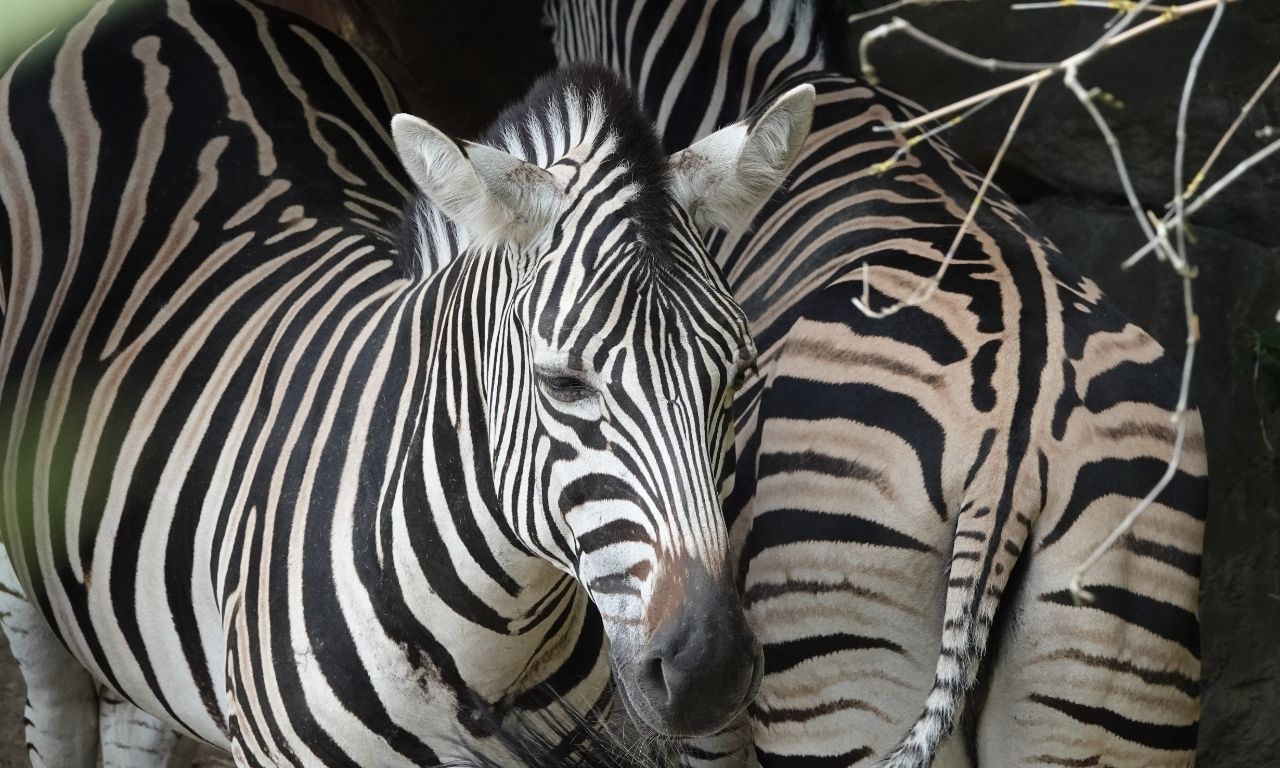 Zoo Osnabrück – Zebra