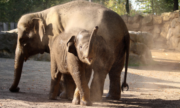 Elefanten im Zoo Osnabrück
